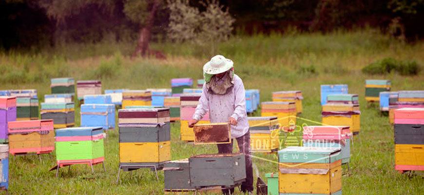 honey_bees_bee_honeybees_beekeeper_truehoney_Chile_chilean_honey_Amazon_from_chile